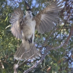 Philemon corniculatus (Noisy Friarbird) at Higgins, ACT - 14 Dec 2021 by AlisonMilton