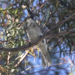 Philemon corniculatus at Higgins, ACT - 15 Dec 2021 08:12 AM