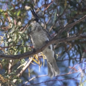 Philemon corniculatus at Higgins, ACT - 15 Dec 2021