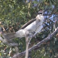 Philemon corniculatus at Higgins, ACT - 15 Dec 2021