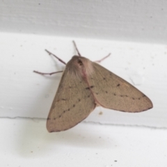 Arhodia lasiocamparia (Pink Arhodia (Oenochrominae)) at Higgins, ACT - 14 Dec 2021 by AlisonMilton