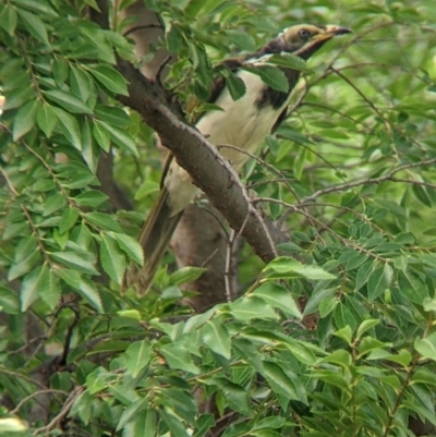 Entomyzon cyanotis (Blue-faced Honeyeater) at Dubbo, NSW - 23 Dec 2021 by Darcy