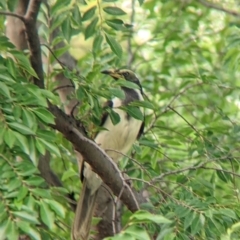 Entomyzon cyanotis at Dubbo, NSW - 23 Dec 2021