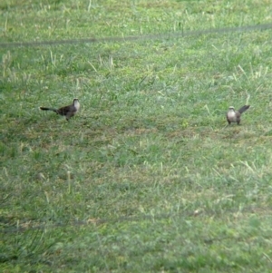 Pomatostomus temporalis temporalis at Geurie, NSW - 23 Dec 2021 04:49 PM