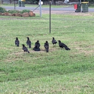 Corcorax melanorhamphos at Geurie, NSW - 23 Dec 2021 04:51 PM