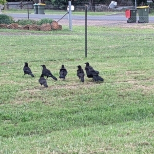 Corcorax melanorhamphos at Geurie, NSW - 23 Dec 2021 04:51 PM