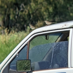 Anthus australis (Australian Pipit) at Yarragal, NSW - 24 Dec 2021 by Darcy