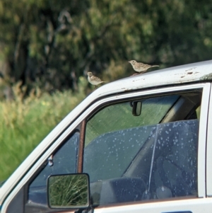 Anthus australis at Yarragal, NSW - suppressed