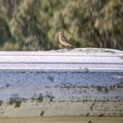 Anthus australis at Yarragal, NSW - 24 Dec 2021