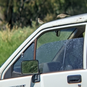 Anthus australis at Yarragal, NSW - suppressed