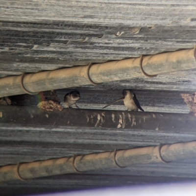 Petrochelidon nigricans (Tree Martin) at Yarragal, NSW - 23 Dec 2021 by Darcy