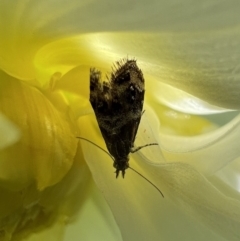 Tebenna micalis (Small Thistle Moth) at Murrumbateman, NSW - 22 Dec 2021 by SimoneC