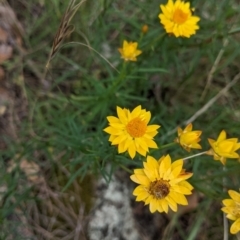 Xerochrysum viscosum (Sticky Everlasting) at Yarragal, NSW - 24 Dec 2021 by Darcy