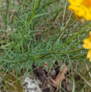 Xerochrysum viscosum at Yarragal, NSW - 24 Dec 2021