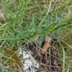 Xerochrysum viscosum at Yarragal, NSW - suppressed