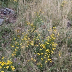 Xerochrysum viscosum at Yarragal, NSW - 24 Dec 2021