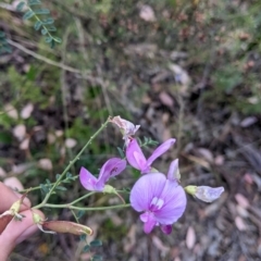 Swainsona galegifolia (Darling Pea) at Yarragal, NSW - 24 Dec 2021 by Darcy
