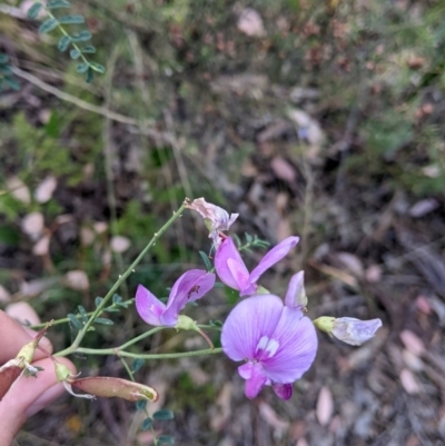Swainsona galegifolia (Darling Pea) at Yarragal, NSW - 24 Dec 2021 by Darcy