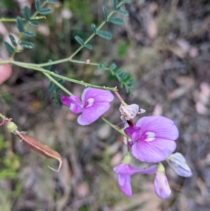 Swainsona galegifolia at Yarragal, NSW - suppressed