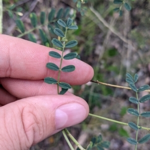 Swainsona galegifolia at Yarragal, NSW - suppressed