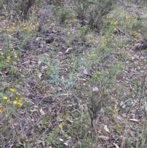 Swainsona galegifolia at Yarragal, NSW - suppressed