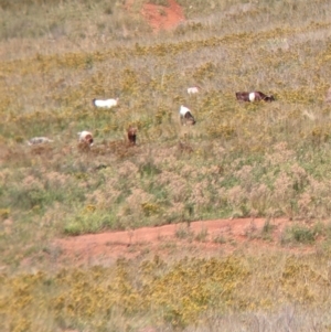 Capra hircus at Yarragal, NSW - suppressed