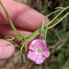 Convolvulus angustissimus subsp. angustissimus (Australian Bindweed) at Yarragal, NSW - 24 Dec 2021 by Darcy