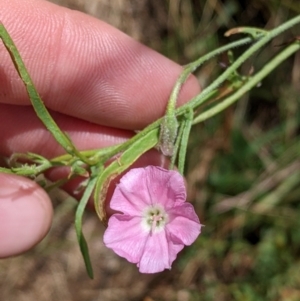 Convolvulus angustissimus subsp. angustissimus at Yarragal, NSW - suppressed