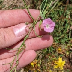 Convolvulus angustissimus subsp. angustissimus at Yarragal, NSW - suppressed