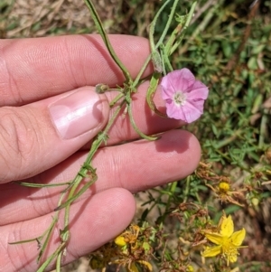 Convolvulus angustissimus subsp. angustissimus at Yarragal, NSW - 24 Dec 2021