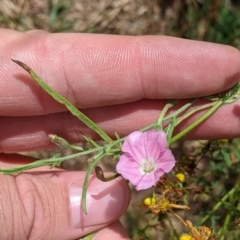 Convolvulus angustissimus subsp. angustissimus at Yarragal, NSW - 24 Dec 2021