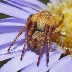 Salsa fuliginata (Sooty Orb-weaver) at Cotter River, ACT - 22 Dec 2021 by JohnBundock