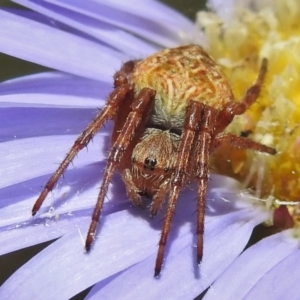 Salsa fuliginata at Cotter River, ACT - 22 Dec 2021