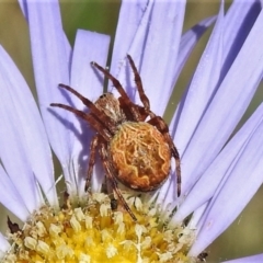 Salsa fuliginata at Cotter River, ACT - 22 Dec 2021