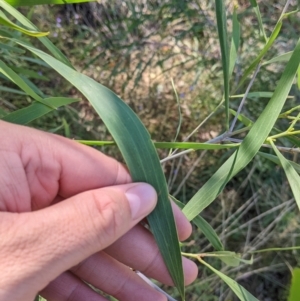 Acacia implexa at Yarragal, NSW - suppressed