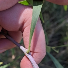 Acacia implexa at Yarragal, NSW - suppressed
