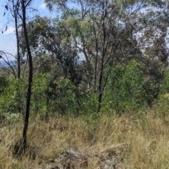 Acacia implexa at Yarragal, NSW - 24 Dec 2021