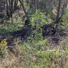Acacia implexa at Yarragal, NSW - suppressed