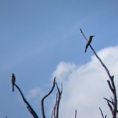 Merops ornatus (Rainbow Bee-eater) at Yarragal, NSW - 24 Dec 2021 by Darcy