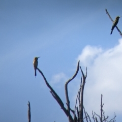 Merops ornatus at Yarragal, NSW - suppressed