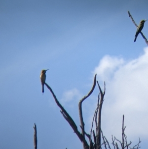 Merops ornatus at Yarragal, NSW - suppressed