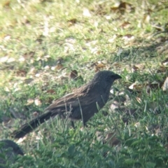 Struthidea cinerea (Apostlebird) at Yarragal, NSW - 24 Dec 2021 by Darcy