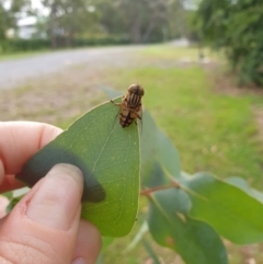 Eristalinus punctulatus (Golden Native Drone Fly) at Goulburn, NSW - 24 Dec 2021 by Rixon