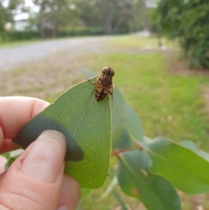 Eristalinus punctulatus at Goulburn, NSW - 24 Dec 2021