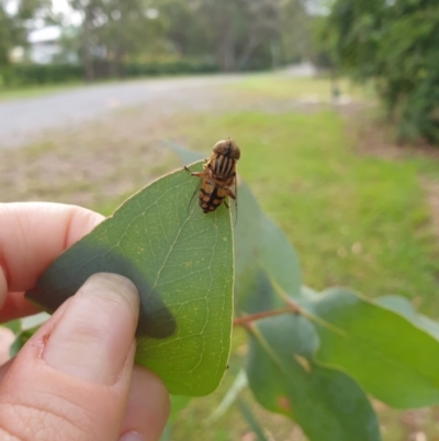 Eristalinus punctulatus (Golden Native Drone Fly) at Goulburn, NSW - 24 Dec 2021 by Rixon