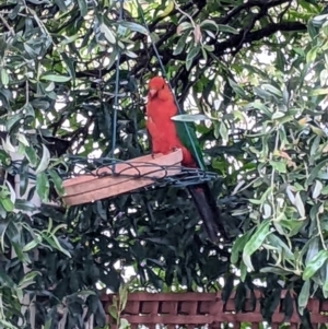 Alisterus scapularis at Wellington, NSW - suppressed