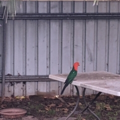 Alisterus scapularis at Wellington, NSW - suppressed