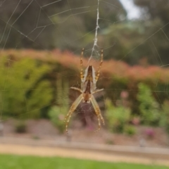 Plebs bradleyi (Enamelled spider) at Goulburn, NSW - 24 Dec 2021 by Rixon