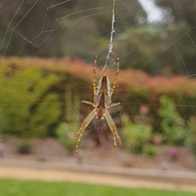 Plebs bradleyi (Enamelled spider) at Goulburn, NSW - 24 Dec 2021 by Rixon