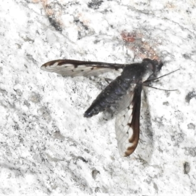 Aleucosia calophthalma (A bee-fly) at Namadgi National Park - 22 Dec 2021 by JohnBundock